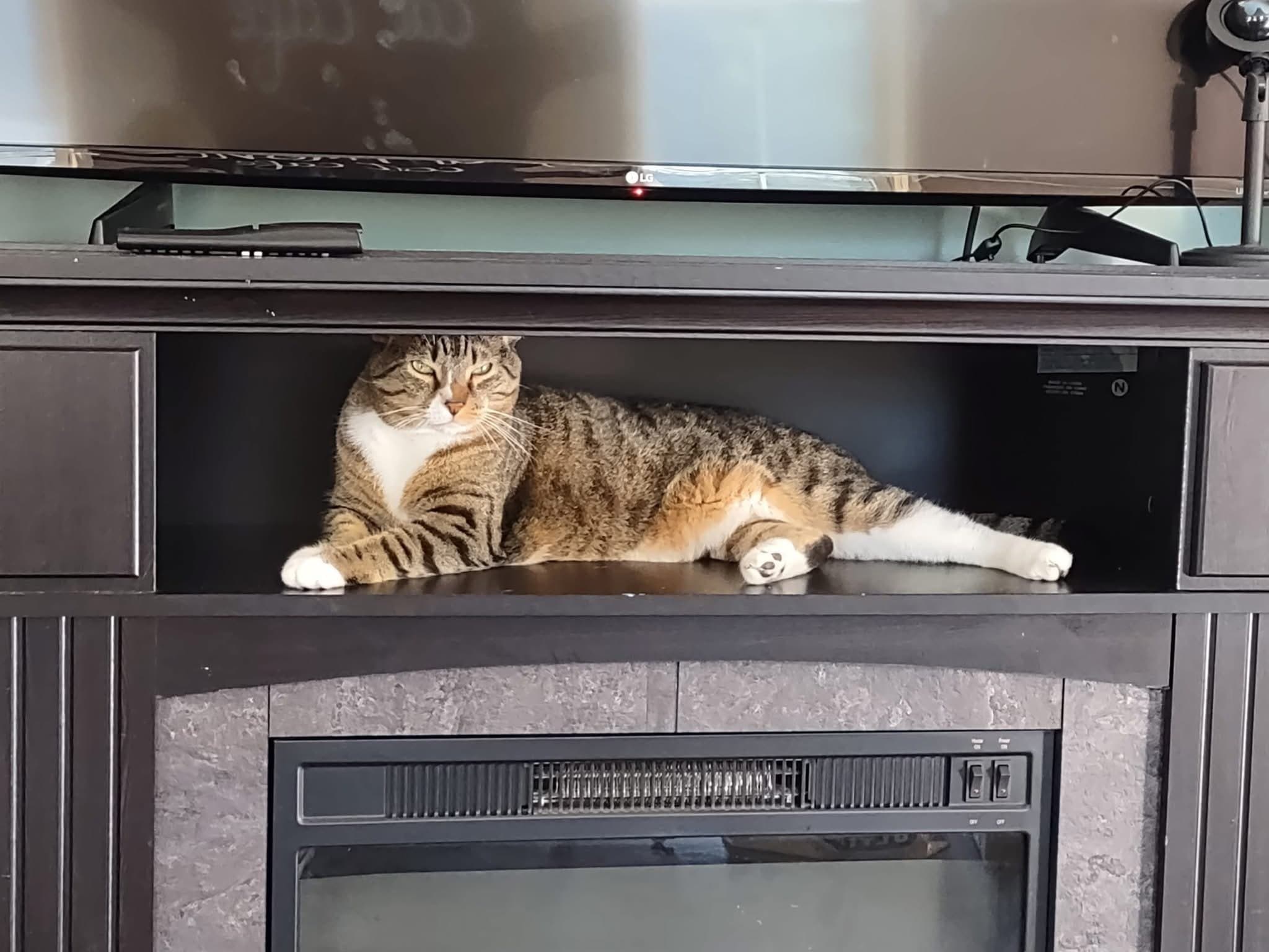 Frankie, a cat at Purrmont Cat Café