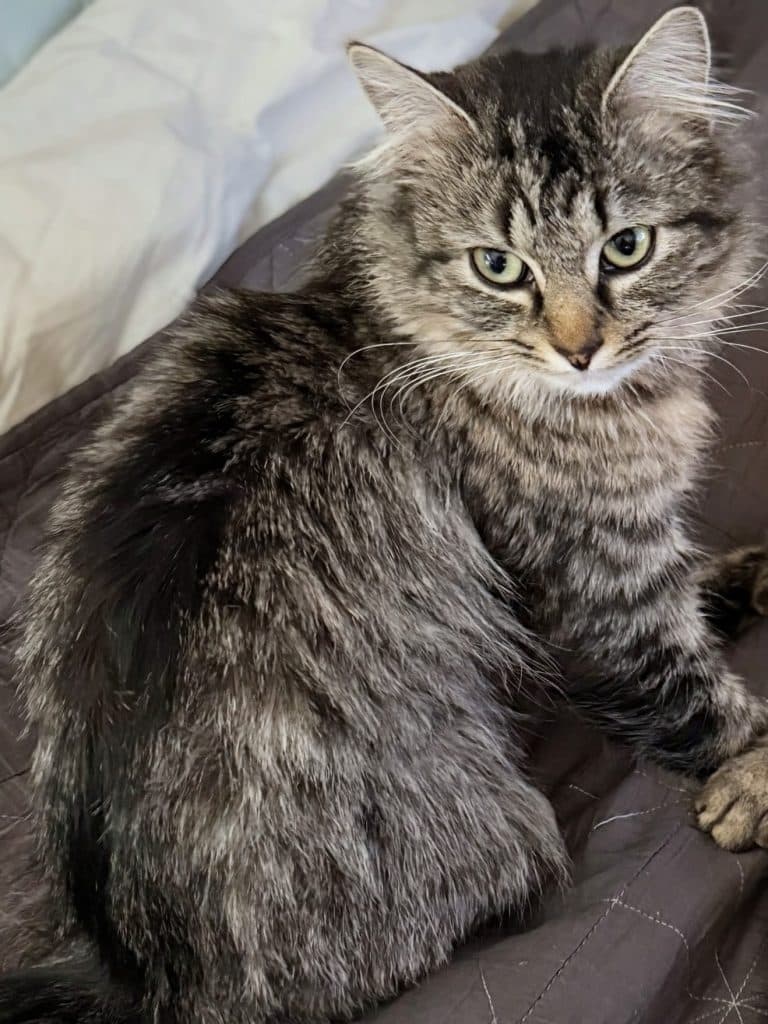 Mercedes, a cat at Purrmont Cat Café