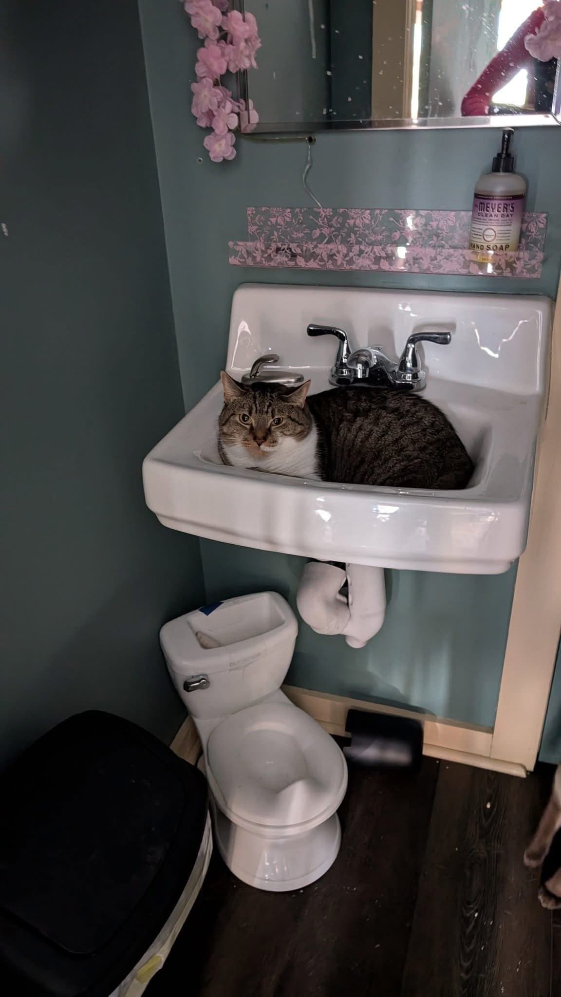 Myrrh, a cat at Purrmont Cat Café