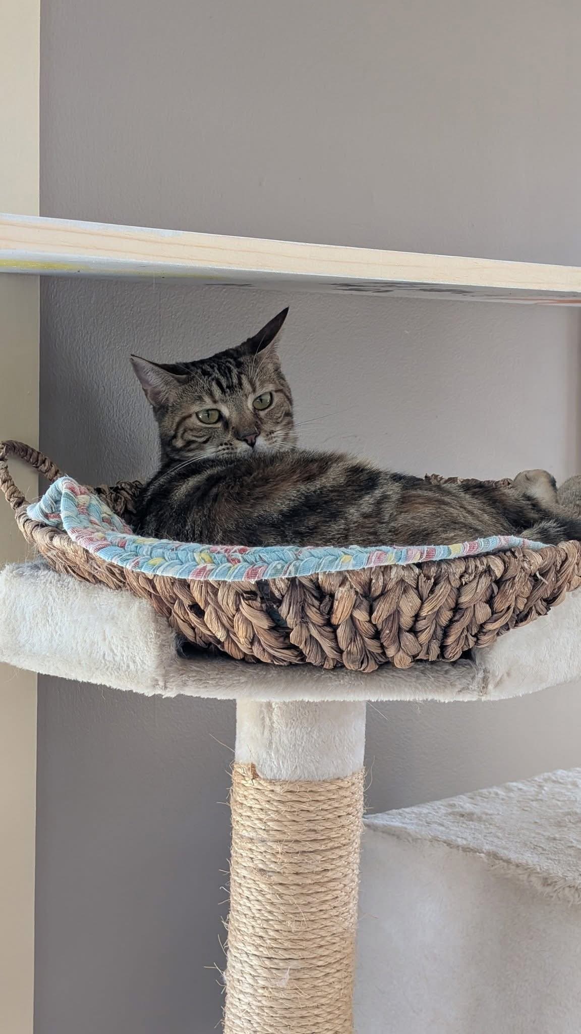 Pepper, a cat at Purrmont Cat Café