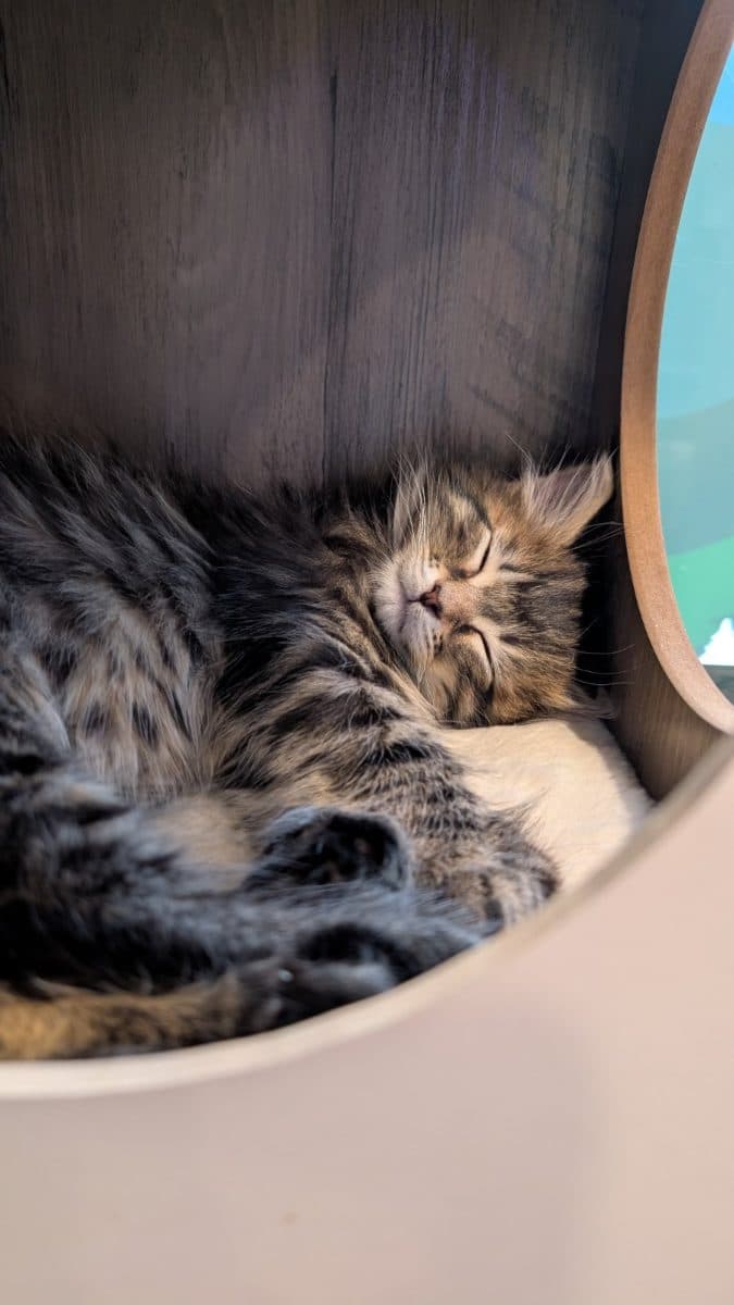 Man-Chester, a cat at Purrmont Cat Café