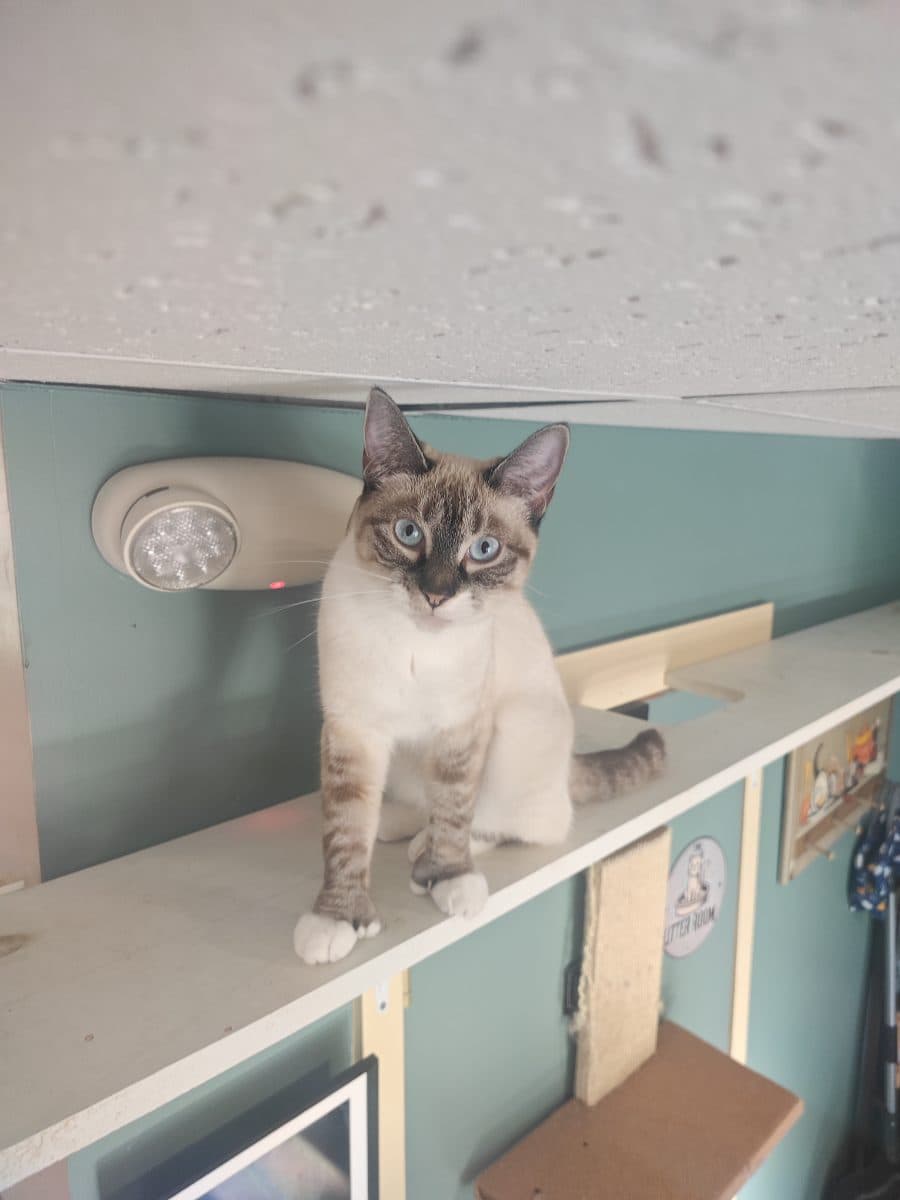 Coco, a cat at Purrmont Cat Café