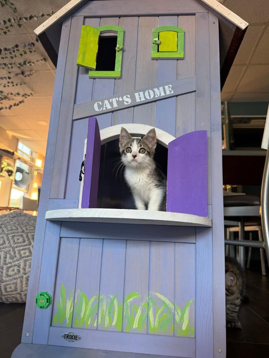 Gallo, a cat at Purrmont Cat Café