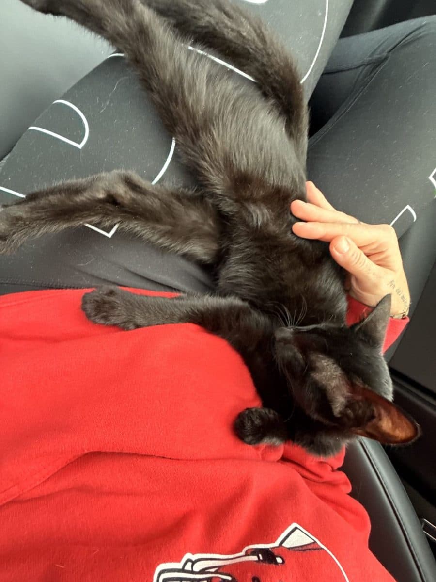 Onyx, a cat at Purrmont Cat Café