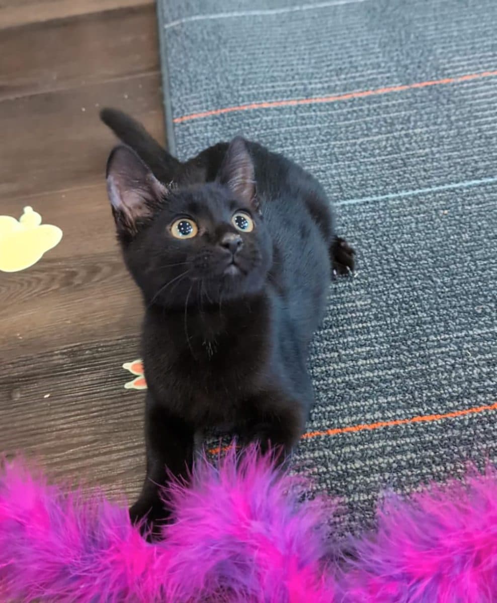 Rizzo, a cat at Purrmont Cat Café