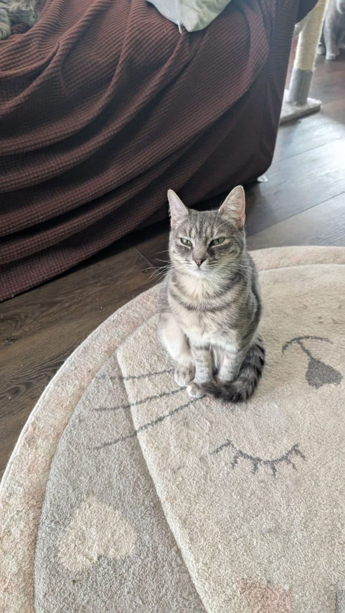 Anna, a cat at Purrmont Cat Café