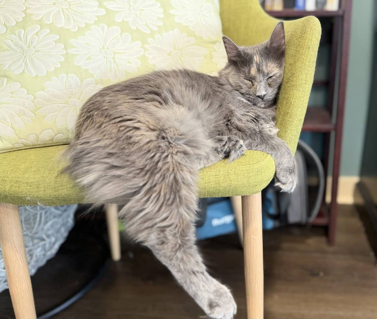 Sweetpea, a cat at Purrmont Cat Café