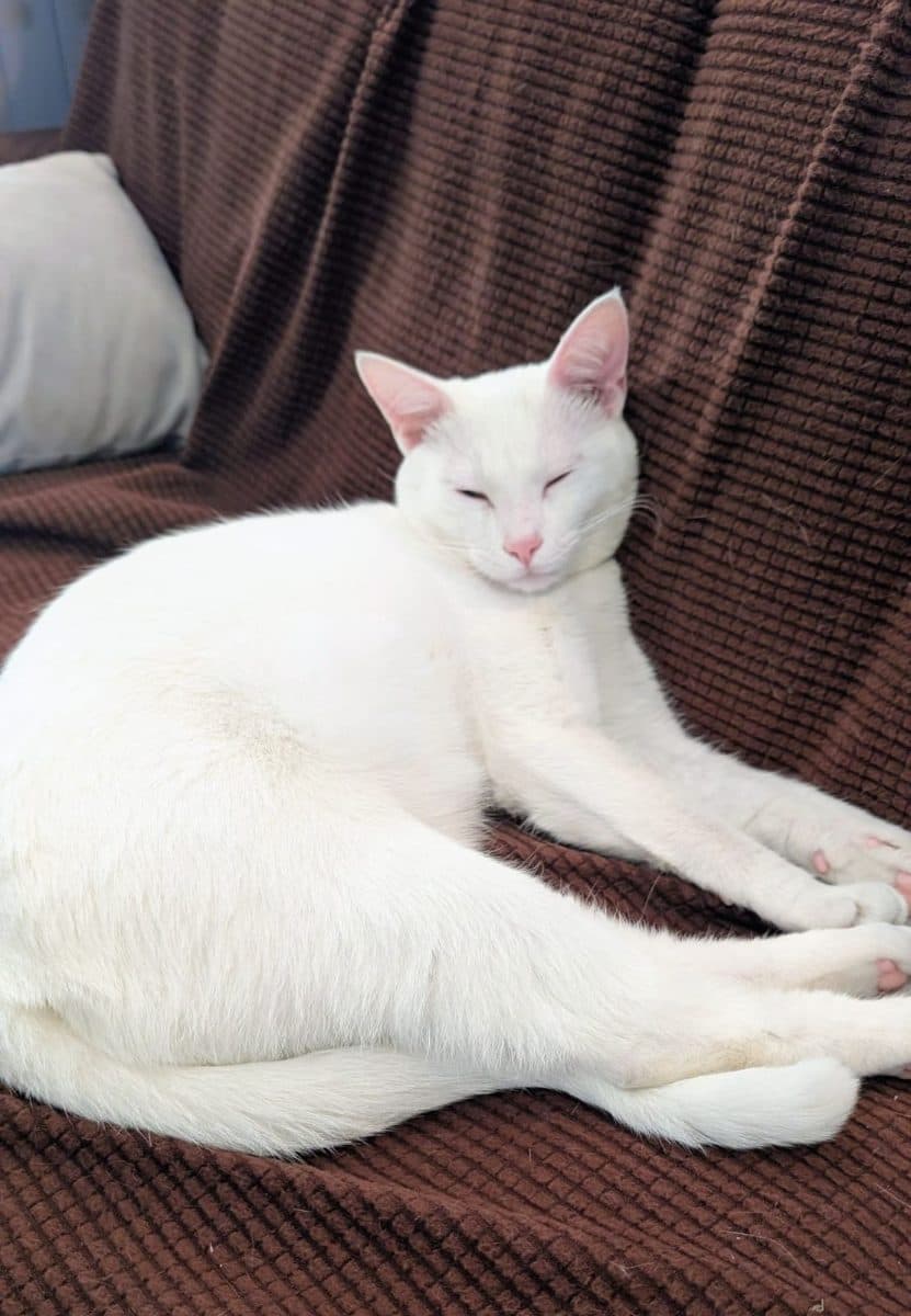 Kippah, a cat at Purrmont Cat Café