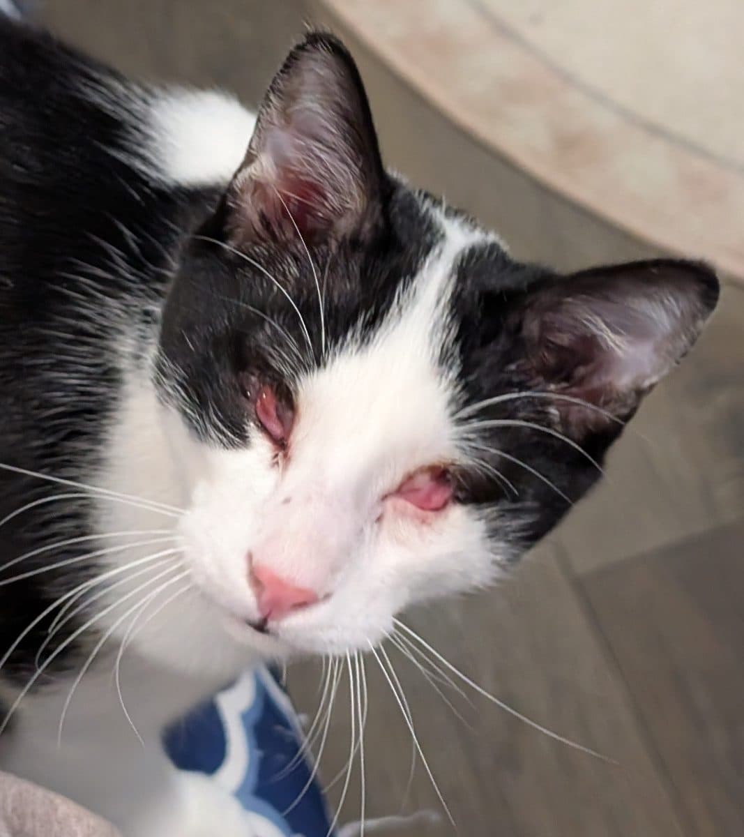 Louie, a cat at Purrmont Cat Café