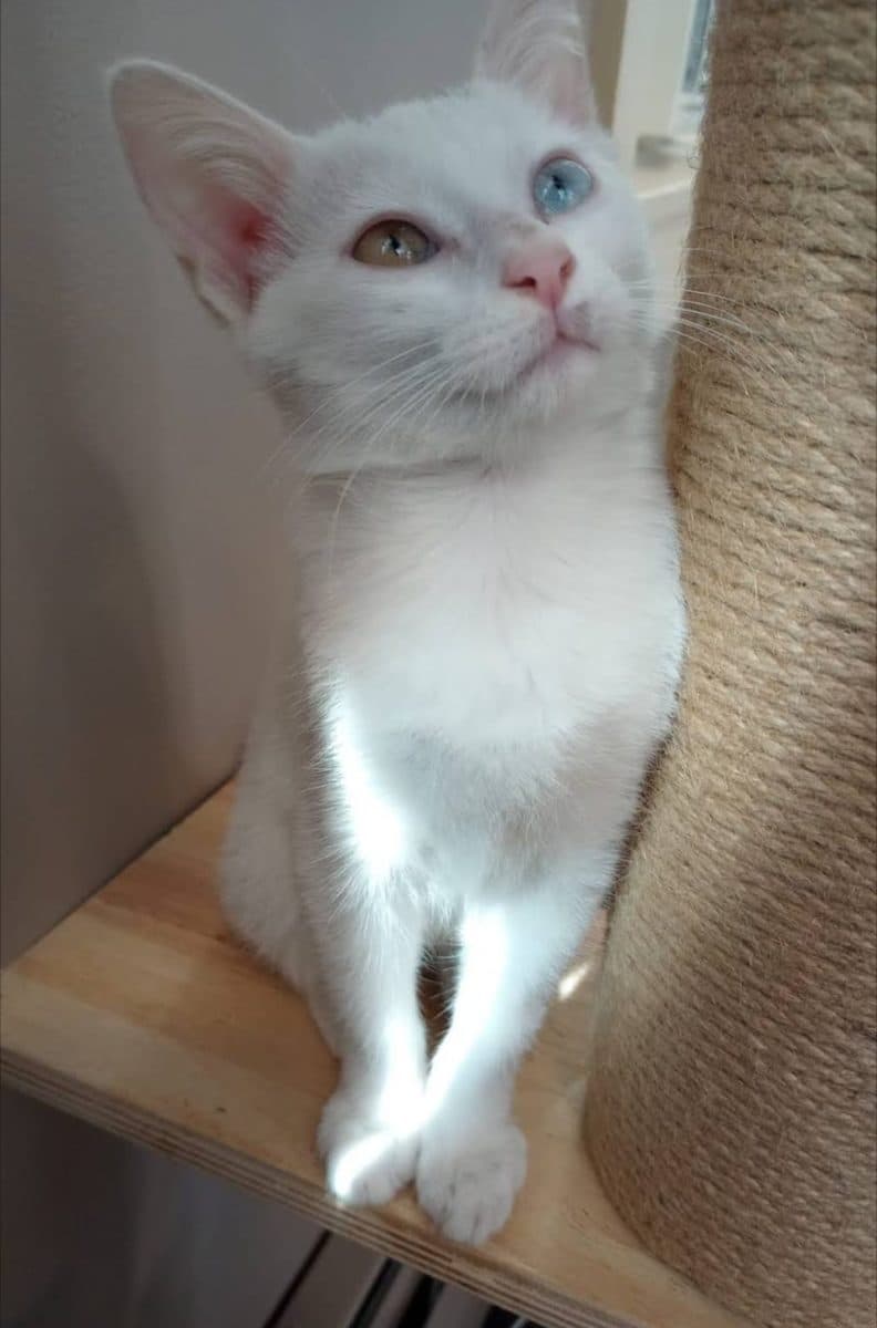 Casper, a cat at Purrmont Cat Café