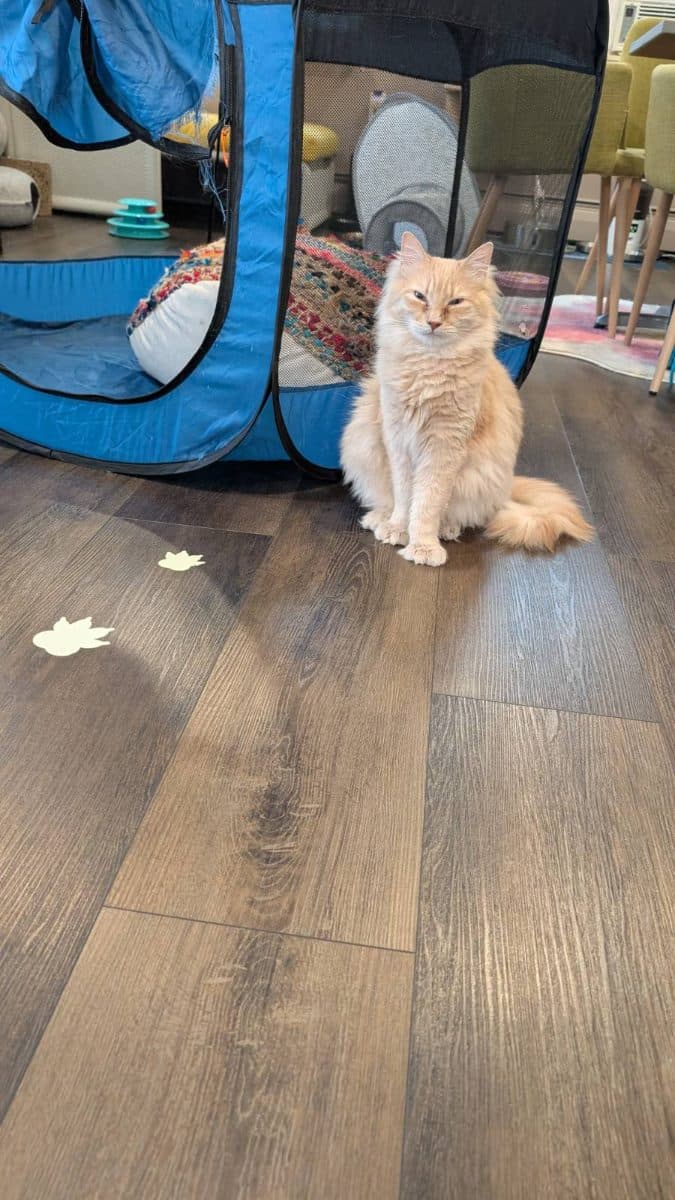Leo-Stomper, a cat at Purrmont Cat Café