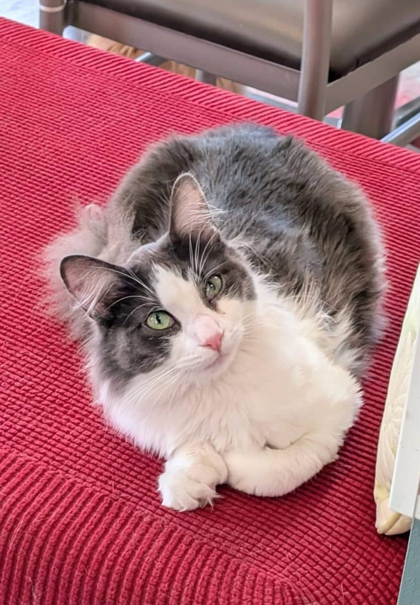 Maverick, a cat at Purrmont Cat Café